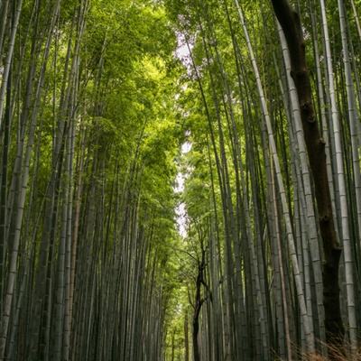 阿伟泡泡龙红包版下载